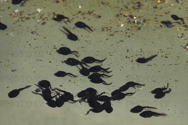 Tadpoles in a pond, April, Germany, Europe