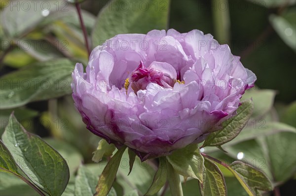 Tree peony (Paeonia suffruticosa), Weimar, Thuringia, Germany, Europe