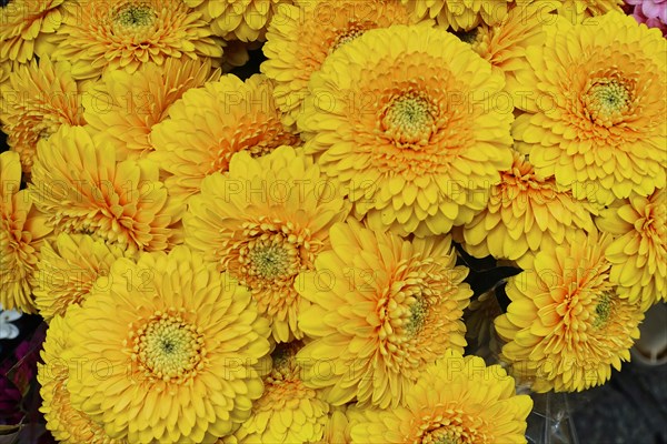 Macro shot of bright yellow Gerber daisy flowers, (Gerber daisy) flower sale, central station, Hamburg, Hanseatic City of Hamburg, Germany, Europe