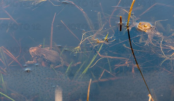 Two pairs of Common toads (Bufo bufo), male, female animals mating in clasping grip (Amplexus axillaris), swimming in a pond during mating season, one pair diving, fresh spawning strings of toads and spawning balls of Common frog (Rana temporaria) lying and hanging in the water between some stalks of aquatic plants, rushes in a pond, behaviour, reproduction, metamorphosis, Lueneburg Heath, Lower Saxony, Germany, Europe