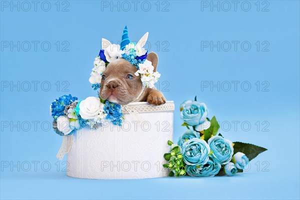 French Bulldog dog puppy with unicorn headband with horn peeking out of box with flowers on blue background