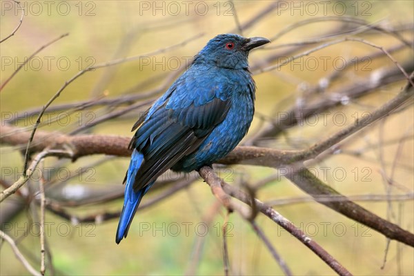 Asian fairy-bluebird, asian fairy-bluebird (Irena puella), adult, female, on tree, captive, Southeast Asia