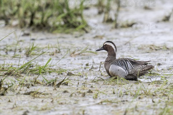 Garganey (Spatula querquedula), Lower Saxony, Germany, Europe