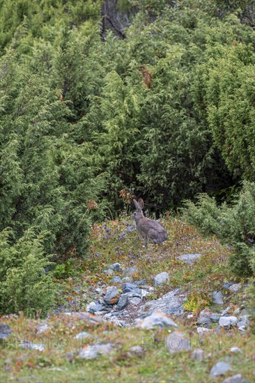 Hare, Terskey Ala Too, Tien-Shan Mountains, Kyrgyzstan, Asia