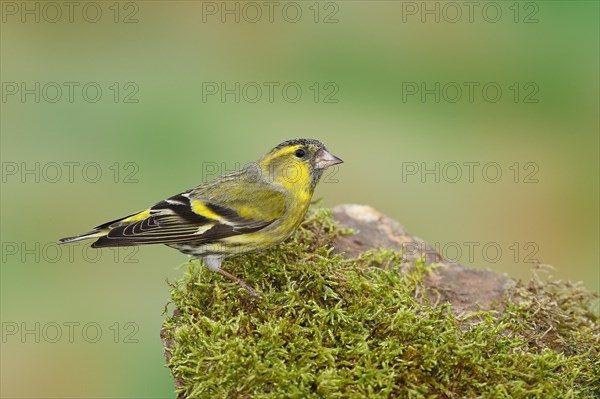 Eurasian siskin (Carduelis spinus), male sitting on a stone overgrown with moss, Wilnsdorf, North Rhine-Westphalia, Germany, Europe