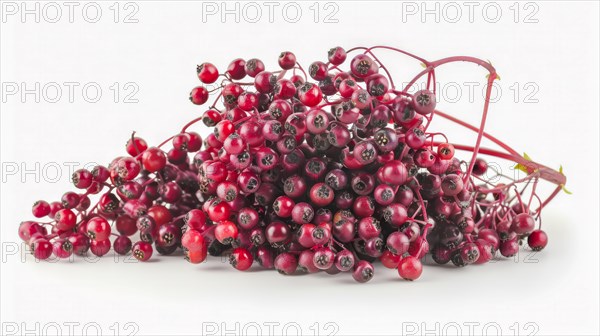 A cluster of ripe red elderberries with stems attached, suggesting freshness and abundance, AI generated