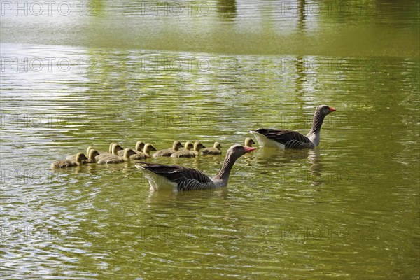 Greylag geese with goslings, spring, Germany, Europe