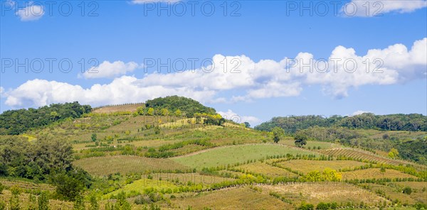 Vineyard of grapes in the Vale dos Vinhedos in Bento Goncalves, a gaucho wine