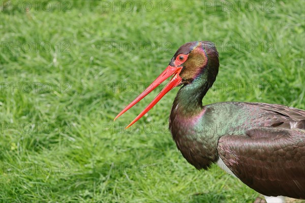 Black stork (Ciconia nigra), in a meadow, animal portrait, Hesse, Germany, Europe