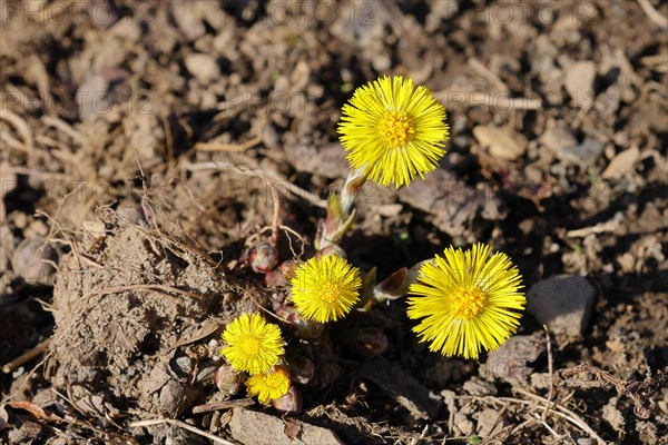 Coltsfoot (Tussilago farfara), close-up of a group of flowers by the wayside, Wilnsdorf, North Rhine-Westphalia, Germany, Europe