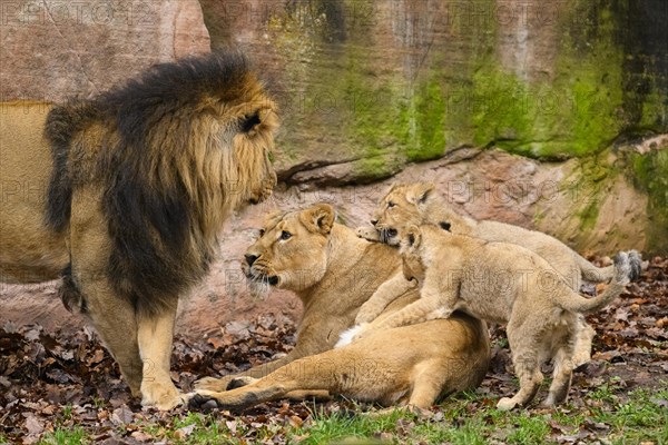 Asiatic lion (Panthera leo persica) family, male and lioness with their cubs, captive, habitat in India