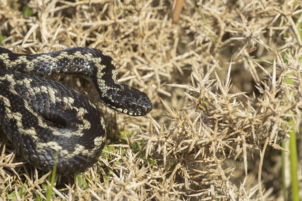 European adder (Vipera berus) adult snake basking on a gorse bush, England, United Kingdom, Europe