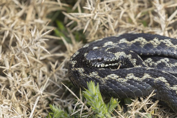 European adder (Vipera berus) adult snake basking on a gorse bush, England, United Kingdom, Europe