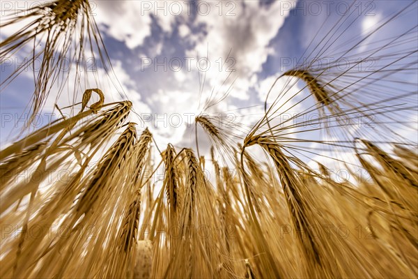 Sun shining through a grain field with Barley under a blue sky with white clouds, Cologne, North Rhine-Westphalia, Germany, Europe