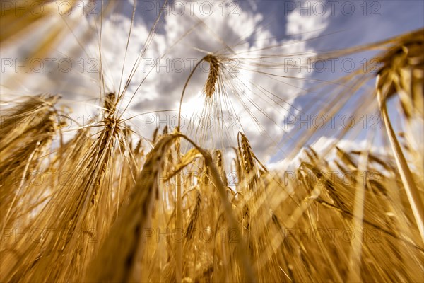 Sun shining through a grain field with Barley under a blue sky with white clouds, Cologne, North Rhine-Westphalia, Germany, Europe