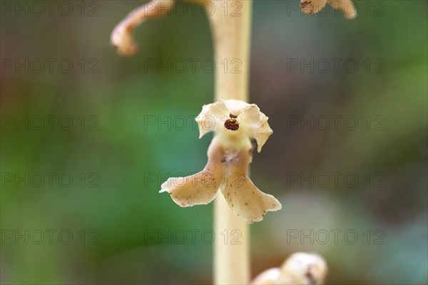 Bird's-nest orchid (Bird's-nest orchid nidus-avis), close-up of flower, Hohenschwangau, Allgaeu, Bavaria, Germany, Europe