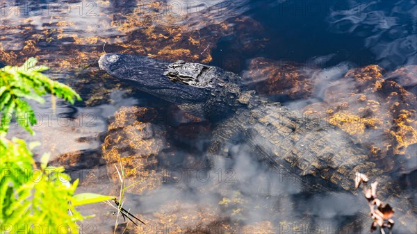 Alligators Everglades National Park, US Highway 41, Miami, Everglades, Florida, USA, North America