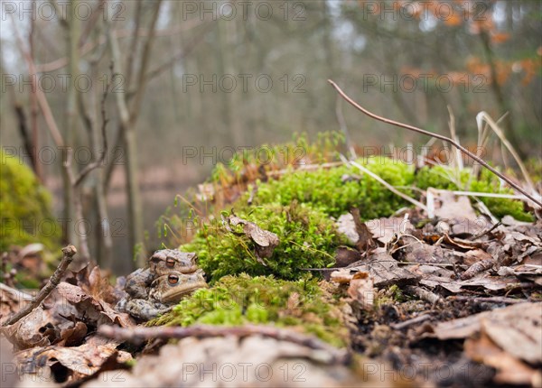 Search image with two mating Common toads (Bufo Bufo), male, female animal, pair sitting well camouflaged between moss and old leaves, clasping grip (Amplexus axillaris), forest and spawning waters in the background, spring migration, amphibian migration, toad migration, species protection, mating, mating behaviour, sex, reproduction, couple, behaviour, piggyback, carry, double-decker, transport, embrace, camouflage, camouflage colour, macro shot, close-up, Bockelsberg ponds, Lueneburg, Lower Saxony, Germany, Europe