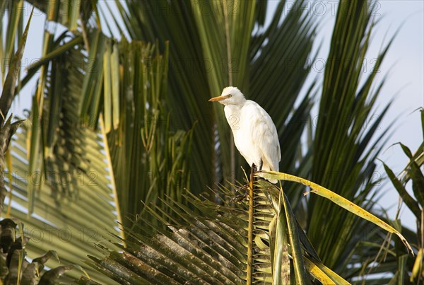 Cattle egret (Bubulcus ibis) on a Palm tree, Backwaters, Kumarakom, Kerala, India, Asia