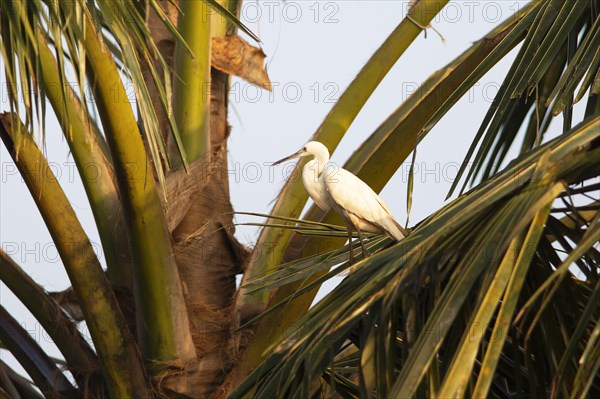 Cattle egret (Bubulcus ibis) on a Palm tree, Backwaters, Kumarakom, Kerala, India, Asia