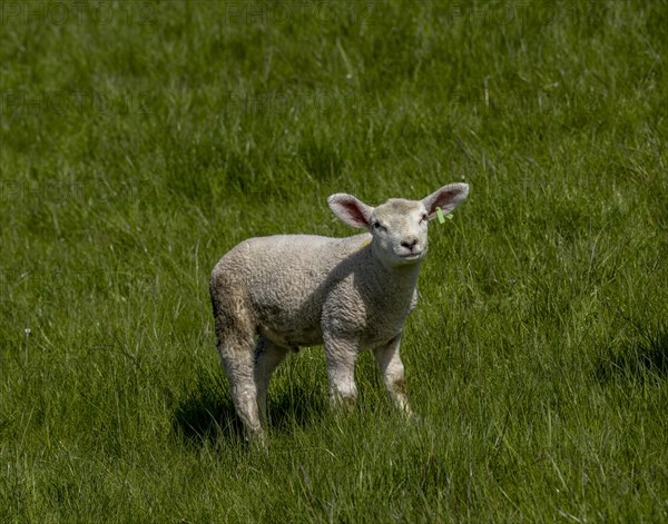 A lamb on the dyke on the natural beach at Hilgenriedersiel on the North Sea coast, Hilgenriedersiel, East Frisia, Lower Saxony, Germany, Europe