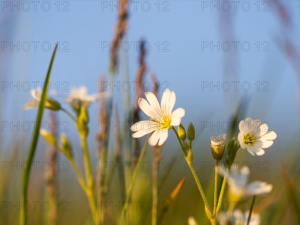 Field chickweed (Cerastium arvense), Leoben, Styria, Austria, Europe