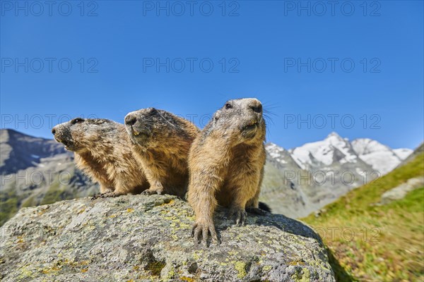 Alpine marmots (Marmota marmota) on a rock with mountains and blue sky in the background in summer, Grossglockner, High Tauern National Park, Austria, Europe