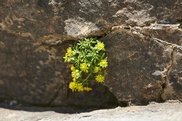 Yellow mountain saxifrage (Saxifraga aizoides) blooming in the mountains at Hochalpenstrasse, Pinzgau, Salzburg, Austria, Europe