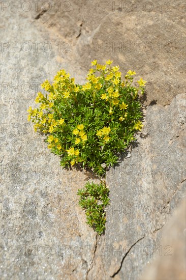 Yellow mountain saxifrage (Saxifraga aizoides) blooming in the mountains at Hochalpenstrasse, Pinzgau, Salzburg, Austria, Europe