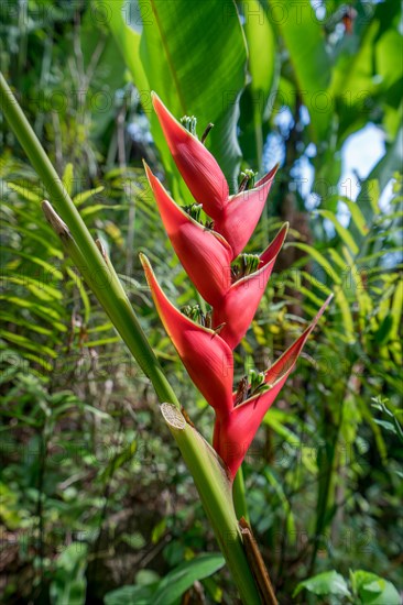Bright flower called Heliconia Stricta in tropical garden. Thailand