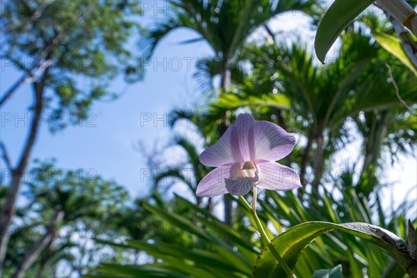 Image of pink orchid blooming in tropical garden. Thailand