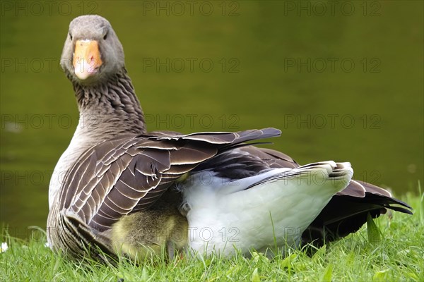 Greylag goose chicks, spring, Germany, Europe