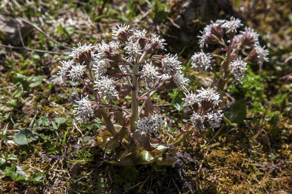 Alpen-Pechwurz (Petasites paradoxus), flowering, Dietersbachtal, near Oberstdorf, Allgaeu Alps, Oberallgaeu, Allgaeu, Bavaria, Germany, Europe