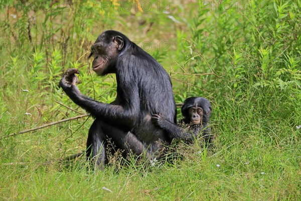 Bonobo, bonobo (Pan Paniscus), female, adult, young animal, feeding, Great ape, Primate, chimpanzee, captive