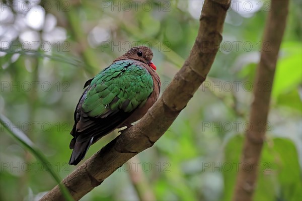 Common emerald dove (Chalcophaps indica), adult, perch, vigilant, captive, Southeast Asia