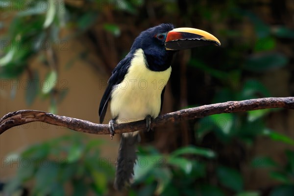 Green aracari (Pteroglossus viridis), adult, on tree, captive, South America