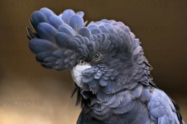 Red-tailed Black Cockatoo, (Calyptorhynchus banksii), adult, portrait, captive, Australia, Oceania