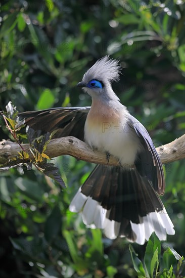 Crested coua (Coua cristata), Crested coua, adult, perch, captive, Madagascar, Africa