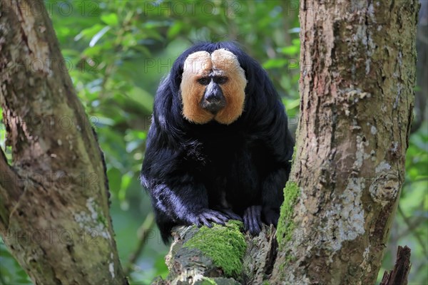 White-faced saki (Pithecia pithecia), adult, on tree, male, captive, South America