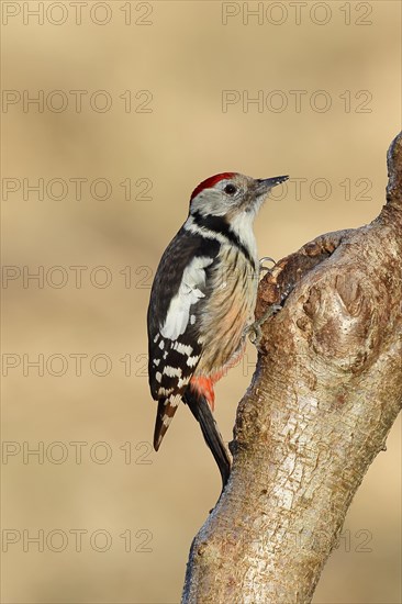 Middle spotted woodpecker (Dendrocopos medius) sitting at a water pot in a tree trunk, Animals, Birds, Woodpeckers, Wilnsdorf, North Rhine-Westphalia, Germany, Europe