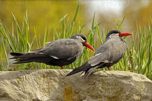 Inca Tern (Larosterna inca), endangered