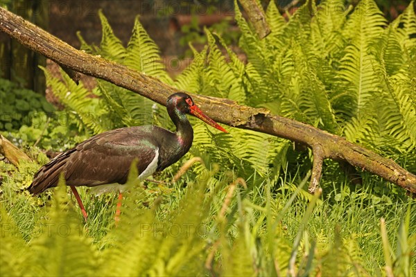 Black stork (Ciconia nigra)