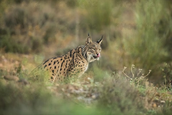 Pardell Lynx female, Iberian Lynx (Lynx pardinus), Extremadura, Castilla La Mancha, Spain, Europe