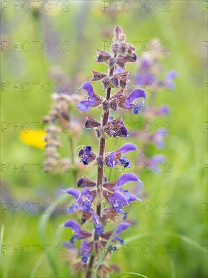 Meadow Clary (Salvia pratensis), near Riegersburg, Styria, Austria, Europe