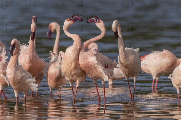 Lesser Flamingos (Phoeniconaias minor), Lake Ndutu, Ndutu Conservation Area, Tanzania, Africa