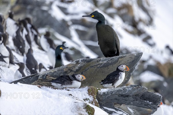 Puffin (Fratercula arctica), with Common shags (Phalacrocorax aristotelis), snow, Hornoya, Hornoya, Varangerfjord, Finmark, Northern Norway