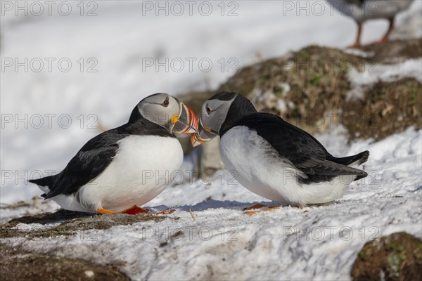 Puffin (Fratercula arctica), beak in greeting, in the snow, Hornoya, Hornoya, Varangerfjord, Finmark, Northern Norway