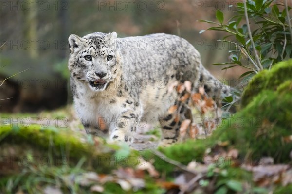 Snow leopard (Panthera uncia) sneaking through the forest, captive, habitat in Asia