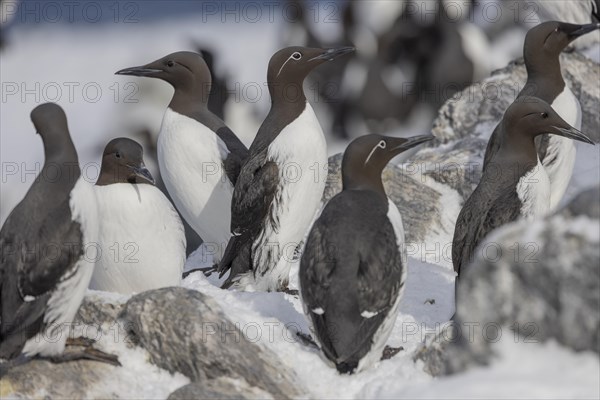 Common guillemot (Uria aalgae), group with ringed guillemot, in the snow, Hornoya, Hornoya, Varangerfjord, Finmark, Northern Norway