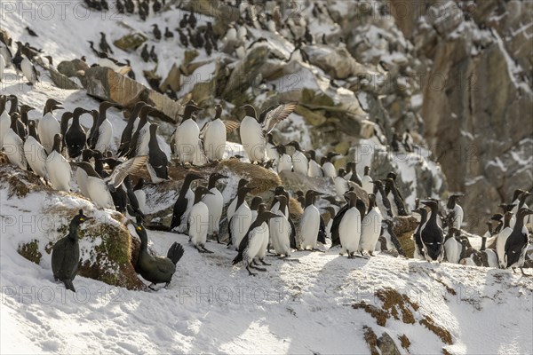 Common guillemot (Uria aalgae), colony, in the snow, Hornoya, Hornoya, Varangerfjord, Finmark, Northern Norway